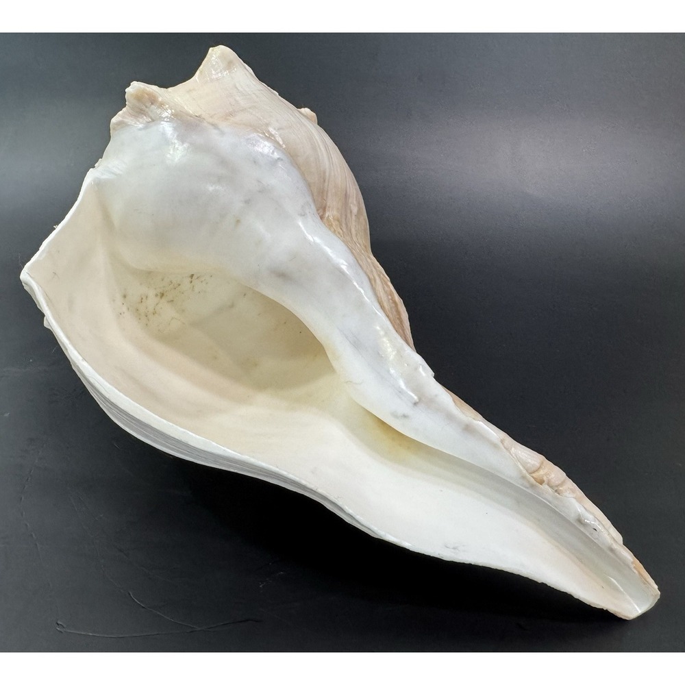 Large Natural Lightning Whelk Sea Shell 10.5" Coastal Beach Nautical Ocean Decor - Picture 9 of 12